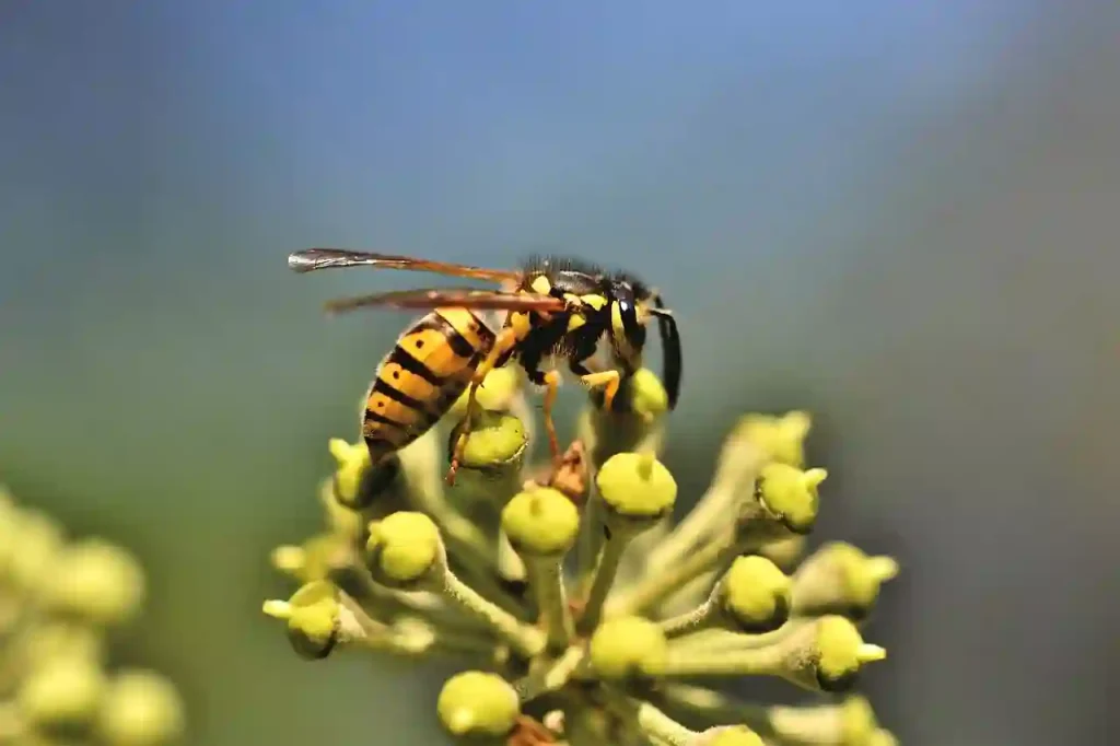 wasp sitting on a flower